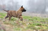 MALINOIS 882